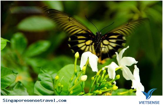 hành trình Singapore - Những điểm khám phá nổi tiếng ở singapore không thể bỏ qua - Ảnh 4 chương trình
Singapore - Những điểm thăm quan nổi tiếng ở singapore không thể bỏ qua - Ảnh 4