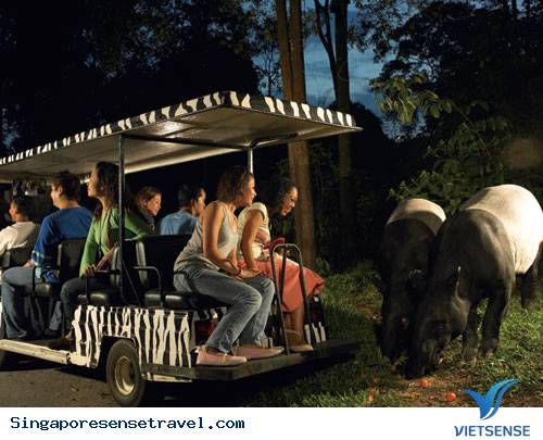 Trải nghiệm đêm tuyệt vời ở Singapore - Ảnh 2