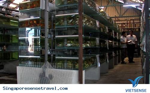 Ghé thăm vương quốc cá cảnh Singapore - Ảnh 3