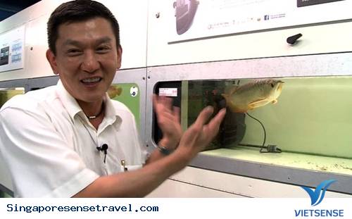 Ghé thăm vương quốc cá cảnh Singapore - Ảnh 2