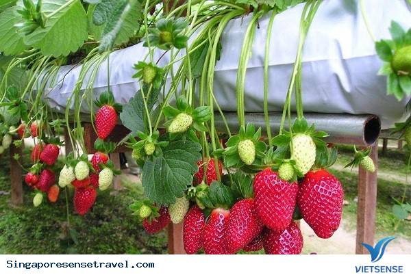 JOHOR BAHRU – THIỆN ĐƯỜNG MỚI NỔI TẠI MALAYSIA - Ảnh 6