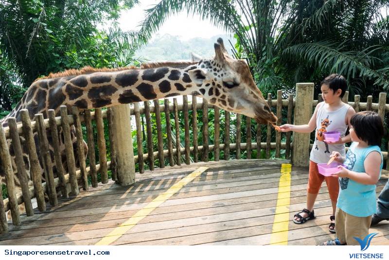 Kinh nghiệm Vivu Singapore với gia đình có con nhỏ - Ảnh 3