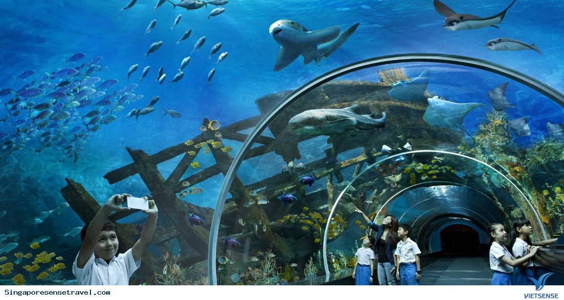 Những loài động vật biển đặc trưng của đại dương - Ảnh 1 Những loài động vật biển đặc trưng của đại dương - Ảnh 1