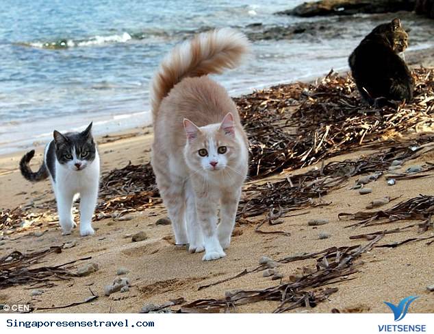 Lazarus – Hòn đảo đẩy hoang sơ tại Singapore - Ảnh 2 Lazarus – Hòn đảo đẩy hoang sơ tại Singapore - Ảnh 2