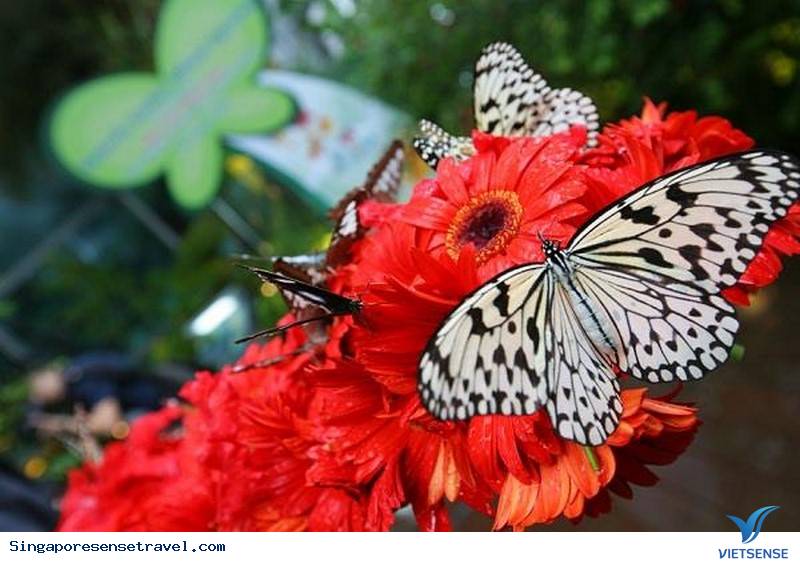 Sân bay Changi và 5 sự thật đầy bất ngờ - Ảnh 2 Sân bay Changi và 5 sự thật đầy bất ngờ - Ảnh 2