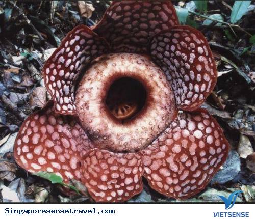 Hoạt động hành trình tại vườn quốc gia Taman Negara - Ảnh 2