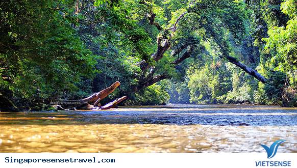 Hoạt động hành trình tại vườn quốc gia Taman Negara - Ảnh 3