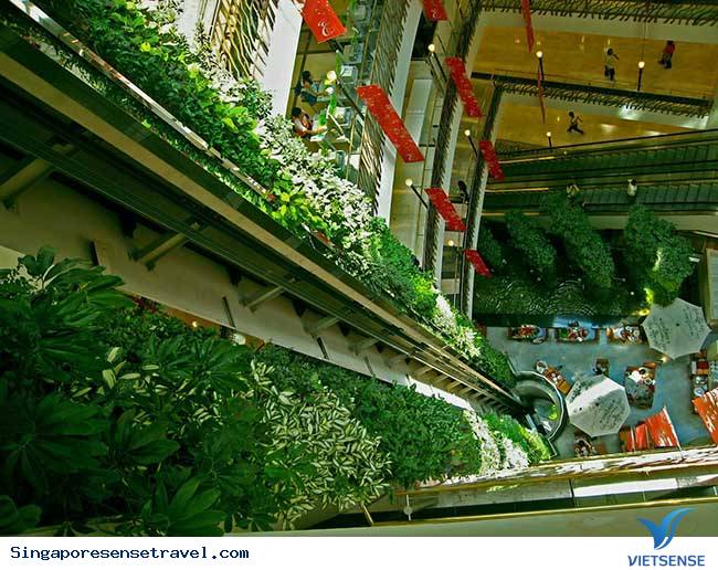 Màu xanh của cây rừng Màu xanh của cây rừng