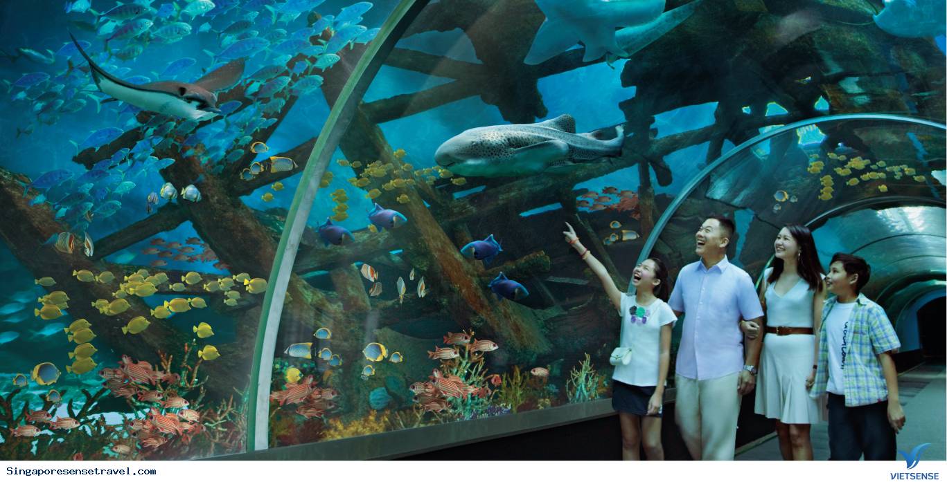 Thủy cung S.E.A. Aquarium - Ảnh 1 Thủy cung S.E.A. Aquarium - Ảnh 1
