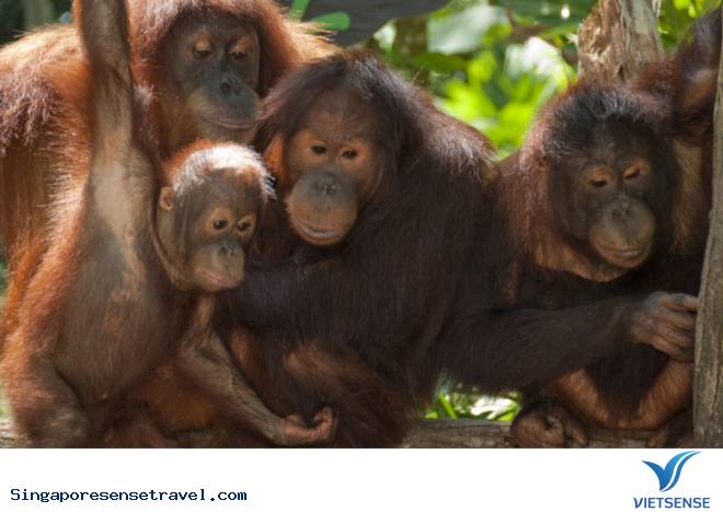 Tới Singapore rồi thì bạn hãy làm 9 việc sau - Ảnh 5