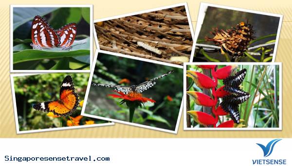 Top 9 điểm đến tuyệt vời nhất tại Singapore - Ảnh 3 Top 9 điểm đến tuyệt vời nhất tại Singapore - Ảnh 3