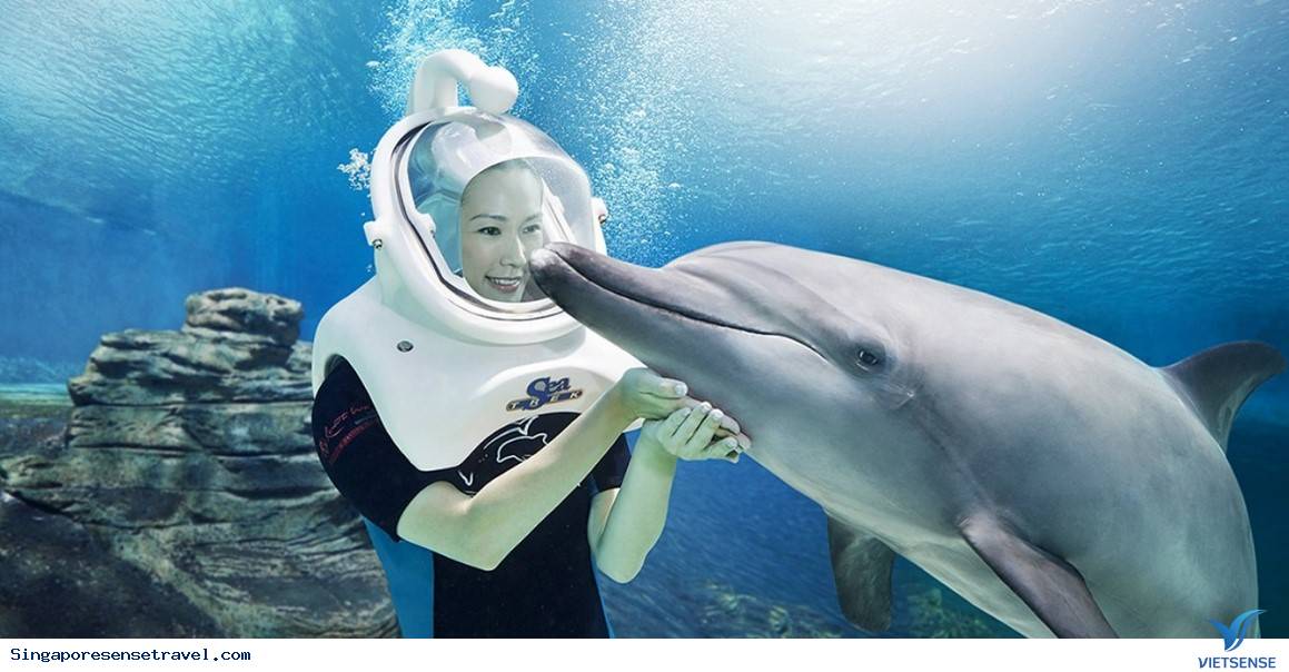 Trải nghiệm chương trình thế giới cá Heo ở Sentosa - Ảnh 2 Trải nghiệm chương trình thế giới cá Heo ở Sentosa - Ảnh 2
