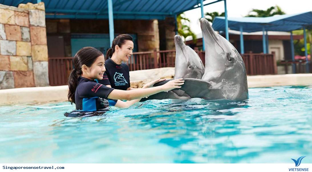Trải nghiệm chương trình thế giới cá Heo ở Sentosa - Ảnh 4 Trải nghiệm chương trình thế giới cá Heo ở Sentosa - Ảnh 4