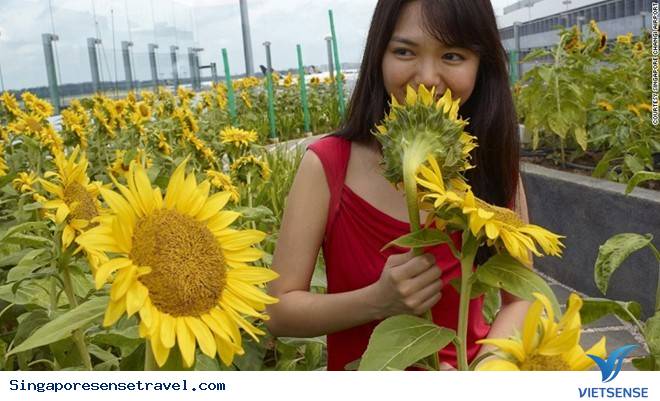 Vì Sao Singapore Trở Thành Lựa Chọn Của lữ khách
Vì Sao Singapore Trở Thành Lựa Chọn Của khách thăm quan