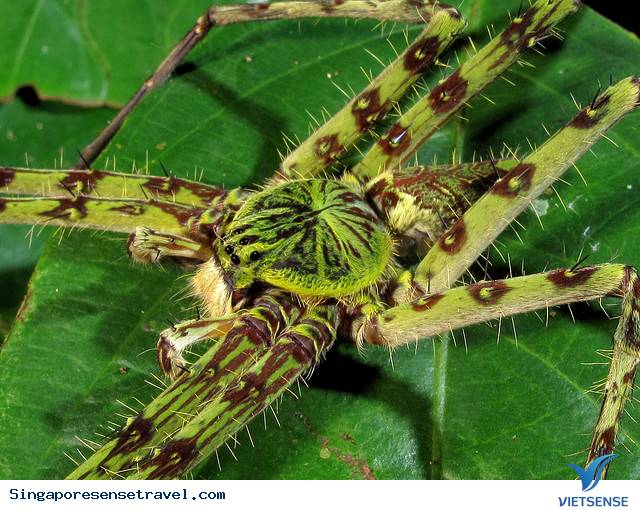 Vườn Quốc Gia Gunung Mulu - Ảnh 5 Vườn Quốc Gia Gunung Mulu - Ảnh 5