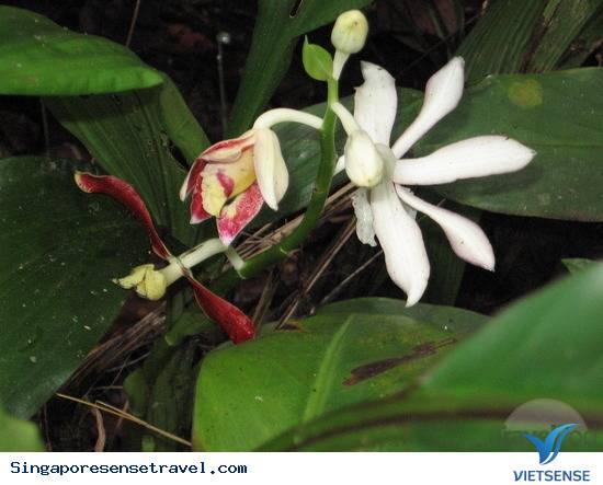 Vườn Quốc Gia Kinabalu - Ảnh 3