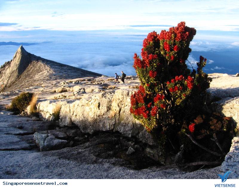 Vườn Quốc Gia Kinabalu - Ảnh 4